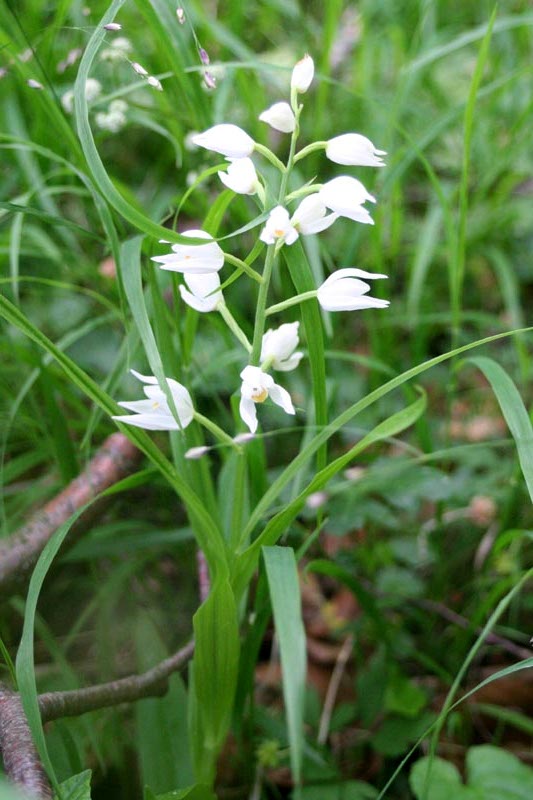 Waldvoeglein Orchidee